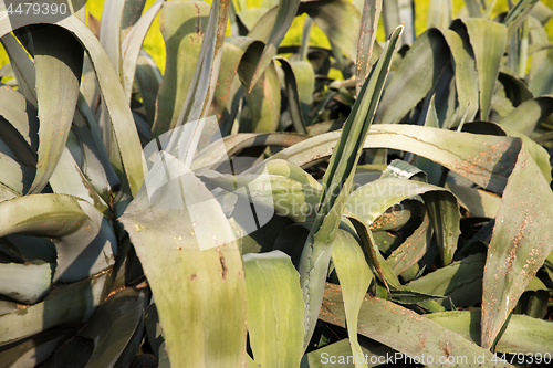 Image of green aloe leaves