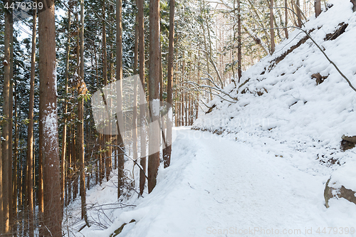 Image of snow path in winter forest, japan