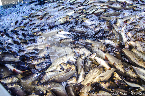 Image of Young carp fish from a fish farm in a barrel are transported for release into the reservoir