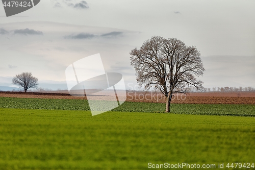 Image of Tree on a field