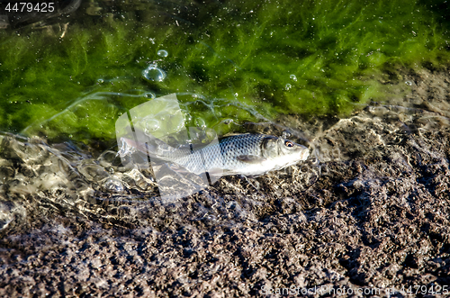 Image of Young carp fish from fish farms released into the reservoir