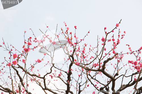 Image of close up of beautiful sakura tree blossoms