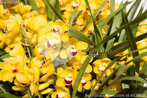 Image of beautiful yellow orchid flowers