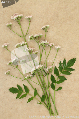 Image of Valerian Herb Flowers