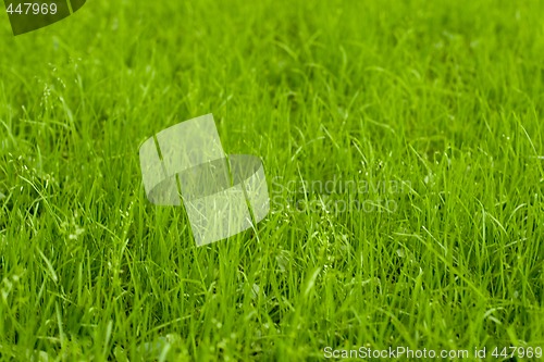 Image of green grass