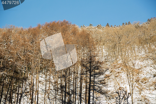 Image of winter forest in japan