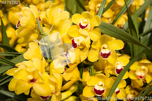 Image of beautiful yellow orchid flowers