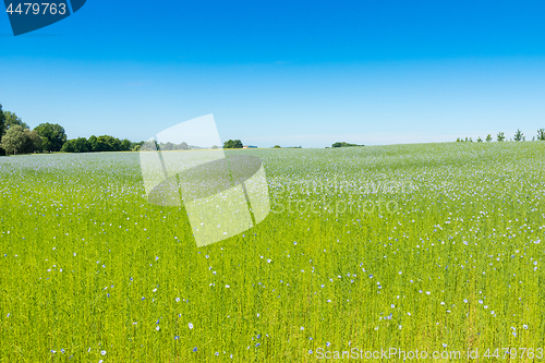 Image of Large field of flax in bloom in spring