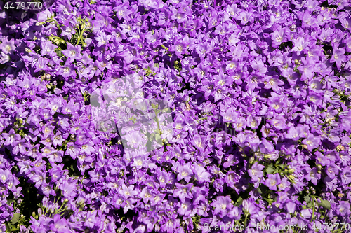 Image of blue campanula flowers on a flower market