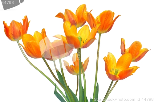 Image of Tulips