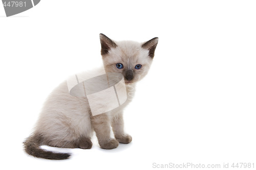 Image of Siamese kitten