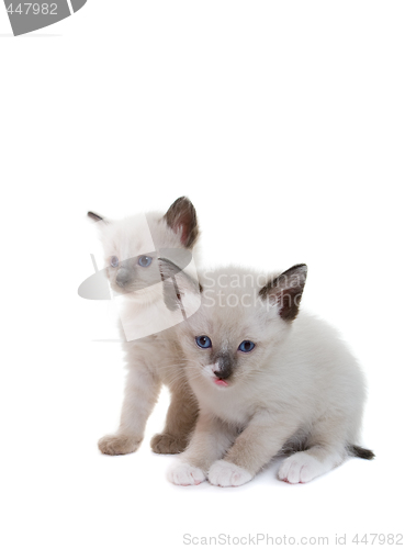 Image of Siamese kittens