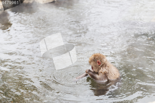 Image of japanese macaque or snow monkey in hot spring