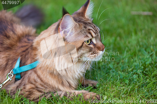 Image of Maine Coon Cat at park