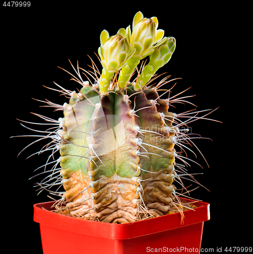 Image of Cactus flowers on black