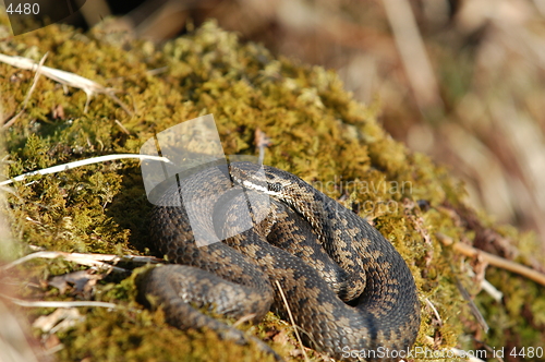 Image of Norwegian snake_19.04.2005