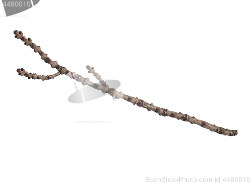 Image of Dry tree branch on white