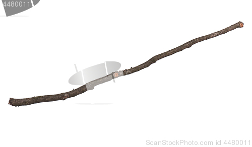 Image of Dry tree branch on white