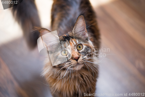 Image of Maine Coon kitten at home