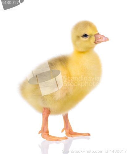 Image of Cute newborn gosling