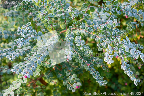 Image of Green leaves covered with frost 