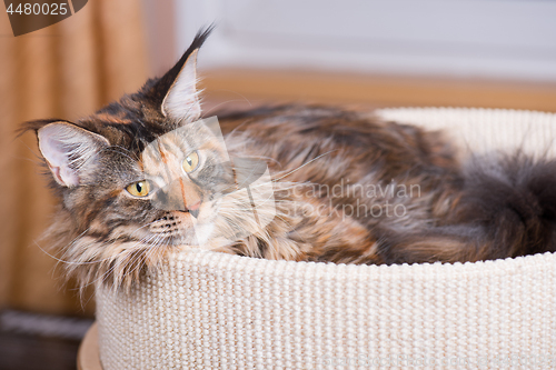 Image of Maine Coon kitten at home