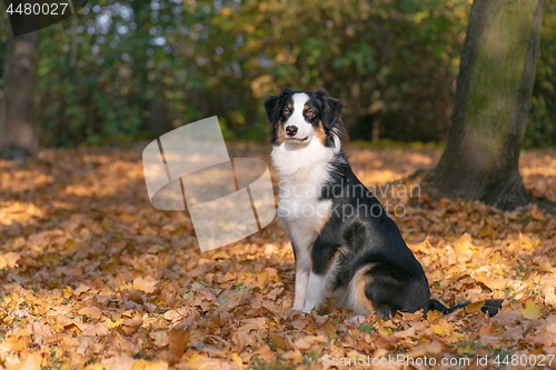 Image of Australian Shepherd Dog at park