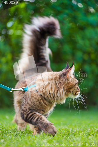 Image of Maine Coon Cat at park