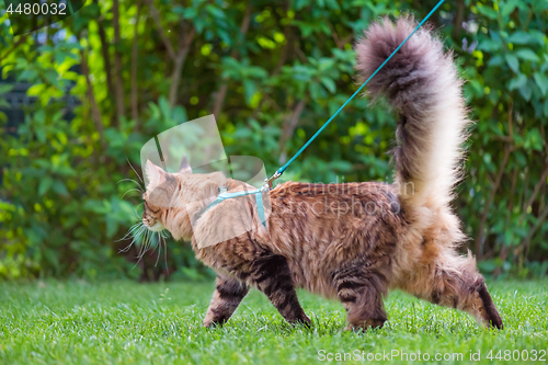 Image of Maine Coon Cat at park