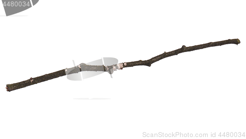 Image of Dry tree branch on white