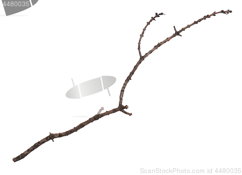 Image of Dry tree branch on white