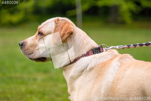 Image of Dog Labrador Retriever at park