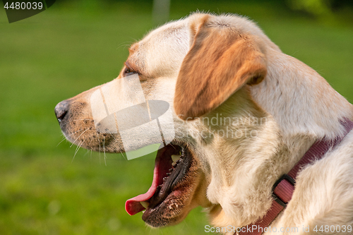 Image of Dog Labrador Retriever at park