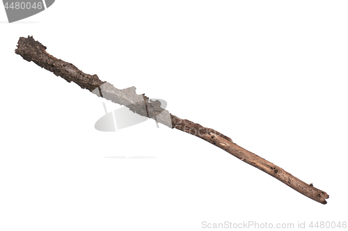 Image of Dry tree branch on white