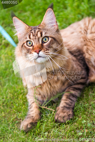 Image of Maine Coon Cat at park