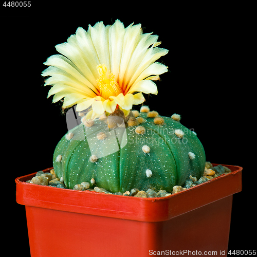 Image of Cactus flowers on black