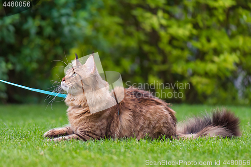 Image of Maine Coon Cat at park