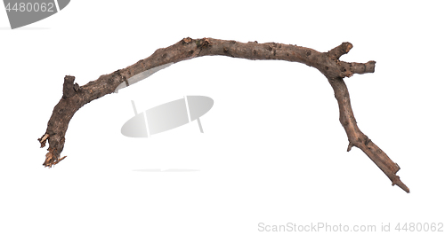 Image of Dry tree branch on white