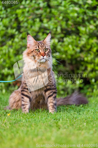 Image of Maine Coon Cat at park