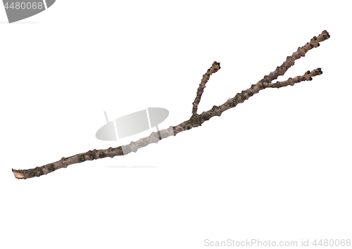 Image of Dry tree branch on white