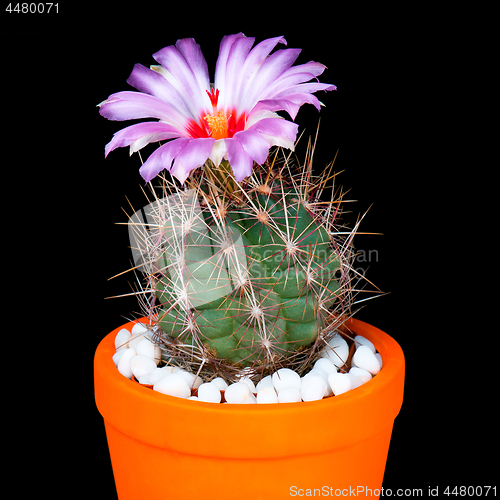 Image of Cactus flowers on black