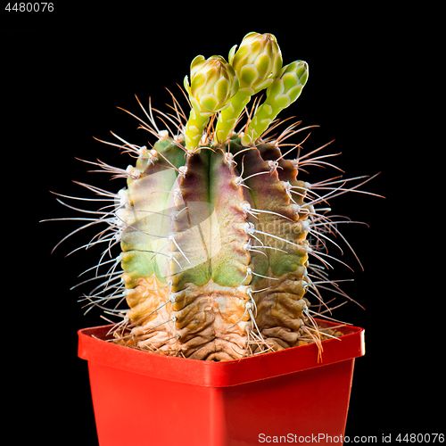 Image of Cactus flowers on black