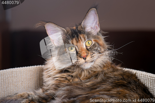 Image of Maine Coon kitten at home