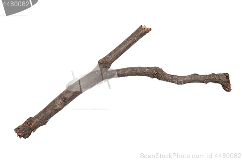 Image of Dry tree branch on white