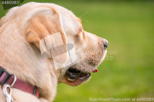 Image of Dog Labrador Retriever at park