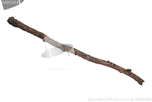 Image of Dry tree branch on white