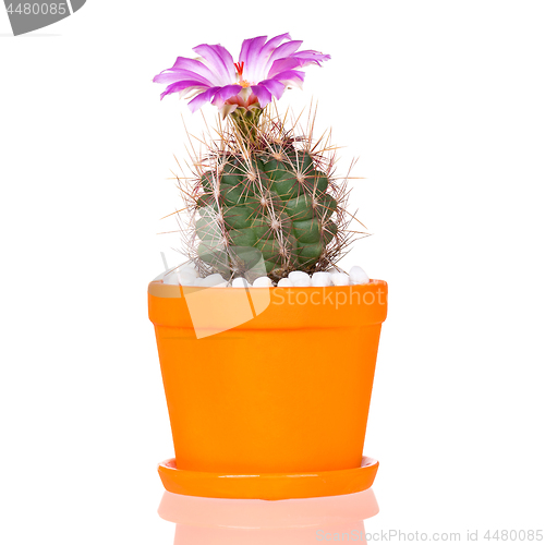 Image of Cactus flowers on white