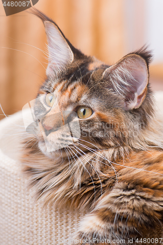 Image of Maine Coon kitten at home