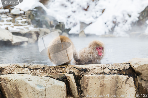 Image of japanese macaques or snow monkeys in hot spring