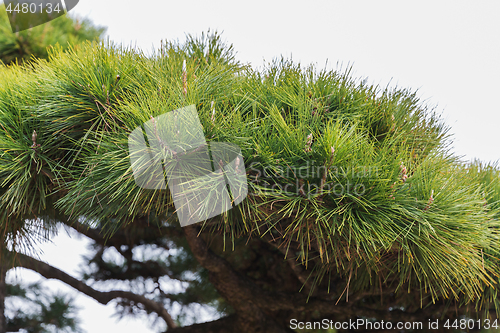 Image of close up of green pine tree branch